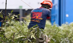 ANTE PRONOSTICO DE LLUVIAS, CUAUHTEMOC REALIZA 204 PODAS PREVENTIVAS EN UNA SEMANA